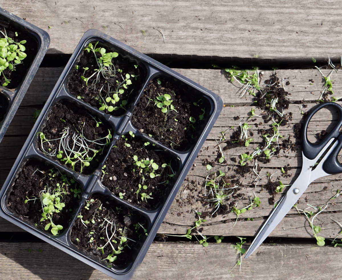 A tray with seedlings being thinned with scissors.