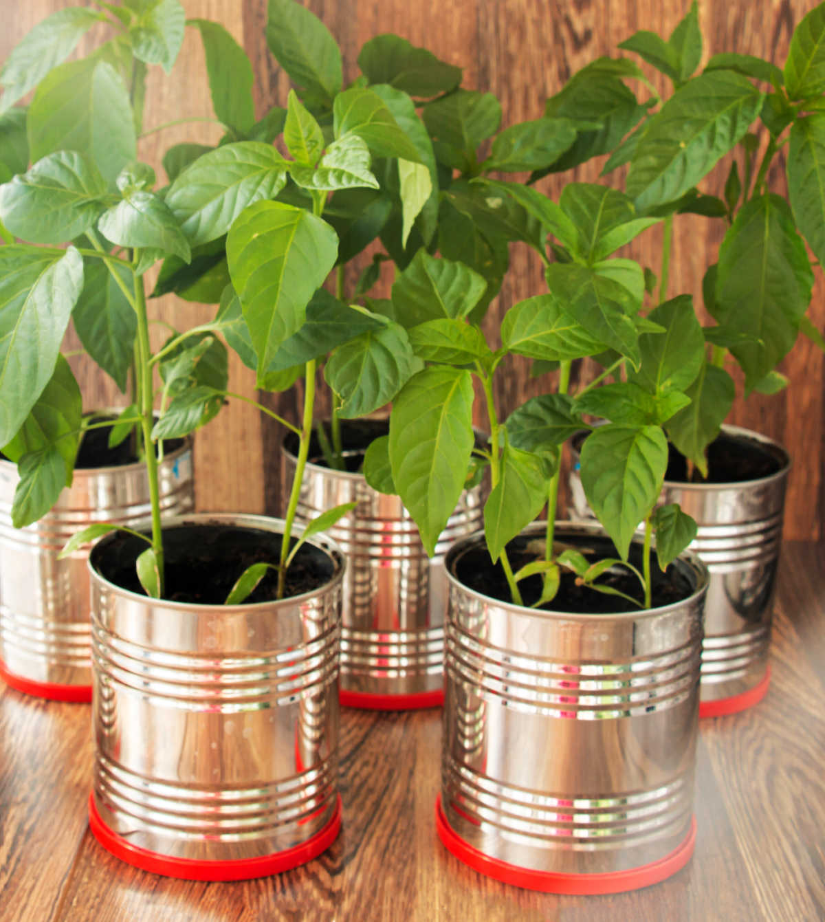 Tin cans with orange bottoms repurposed as seed starter pots for large seeds.