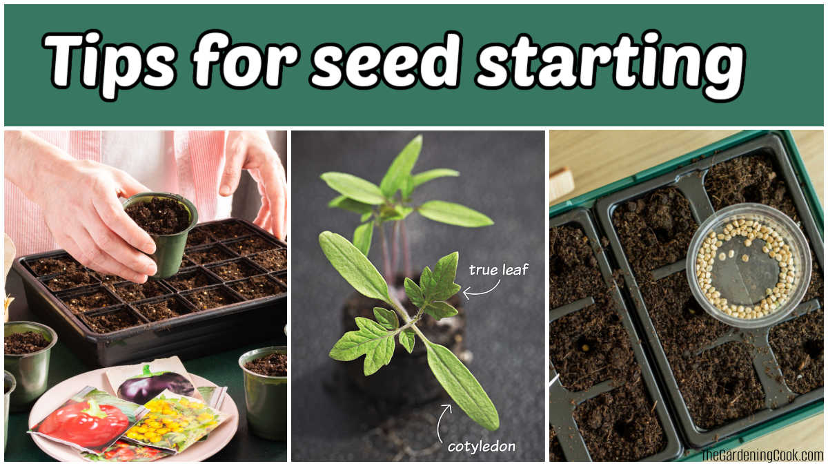Tips for seed starting, showing planting, true leaves and soil.