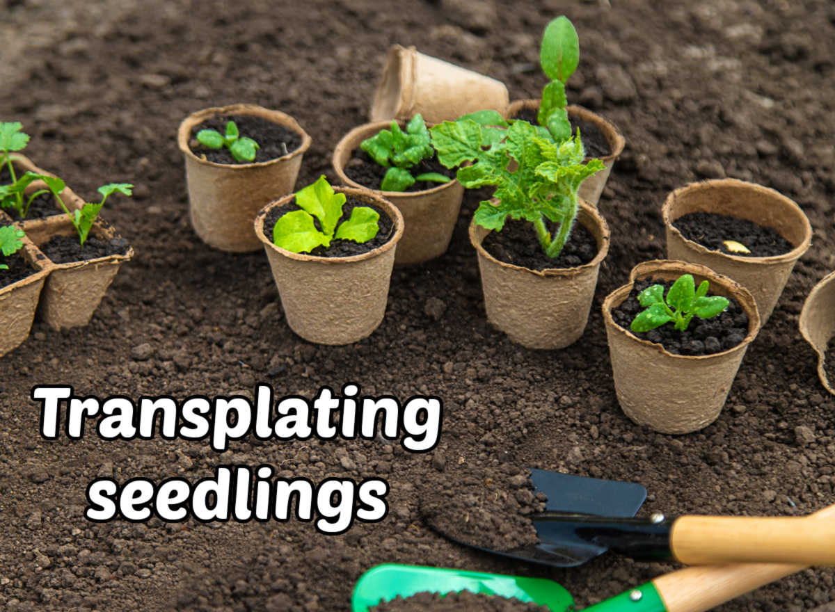 Seedlings in pots and trays, ready for transplanting outdoors in the garden.