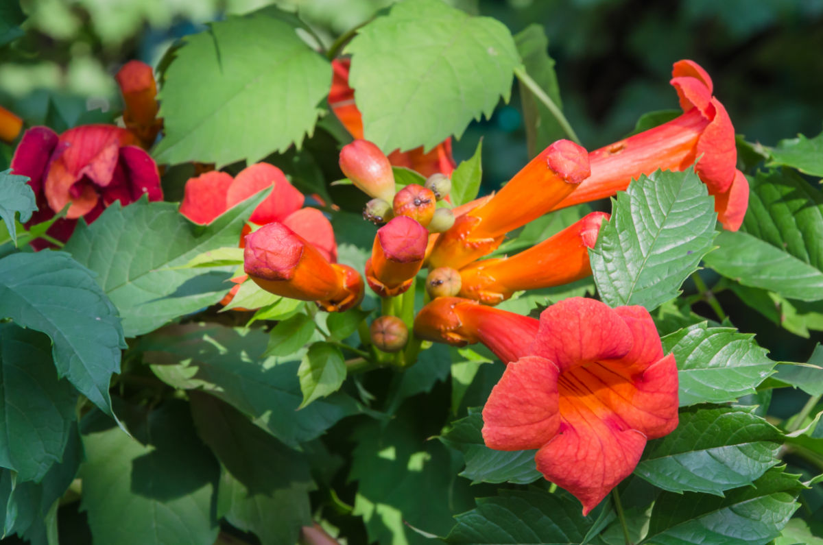 Orange flowers of the fast growing vine.