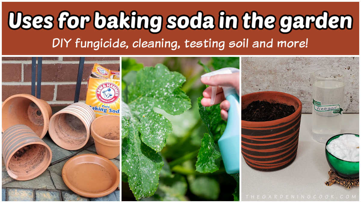 Uses for baking soda in the garden, including a fungicide, clay pot cleaner and soil tester.