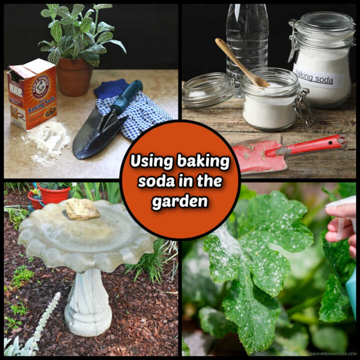 Baking soda in the garden uses - rust cleaner, soil tester, pot cleaner and fungicide photos in a collage.