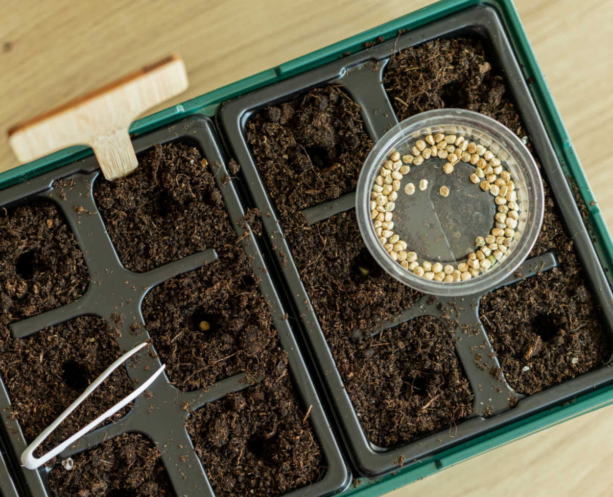 A tray with seed starting mix, container of seeds and tweezers to plant seeds at the right depth.