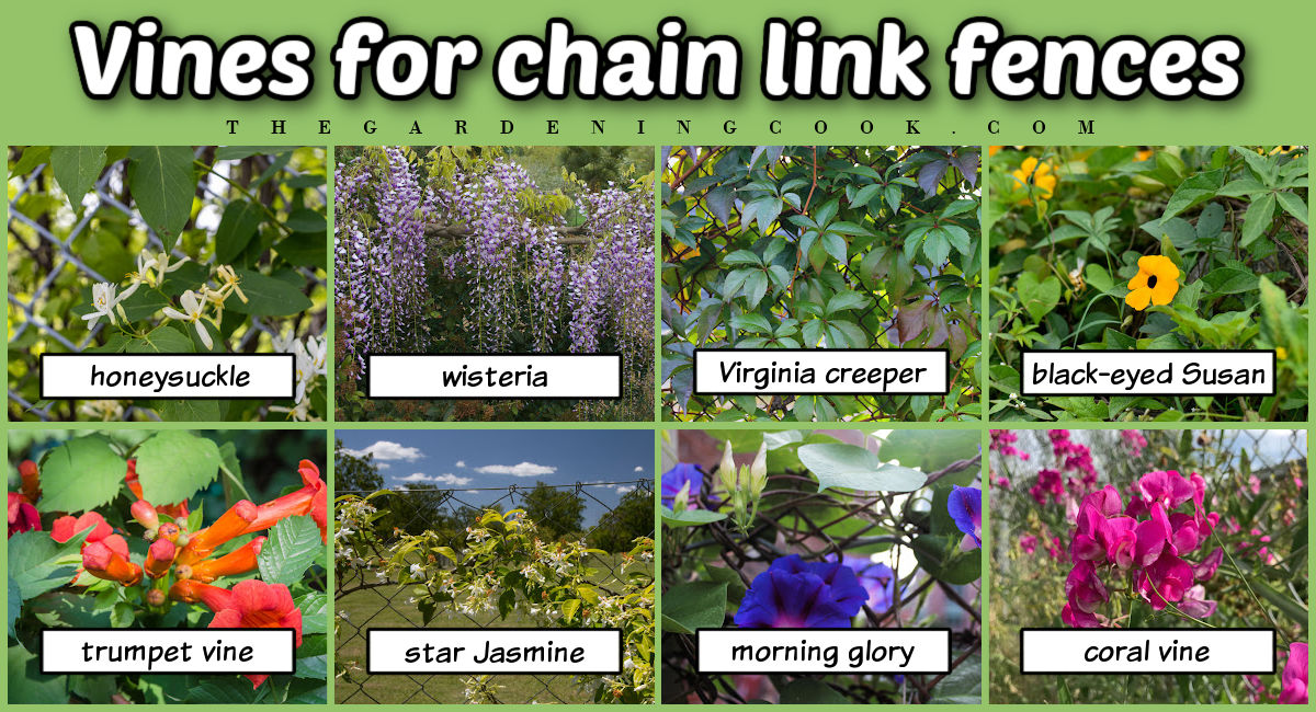 Vines for chain link fences with images and names of flowering and fast-growing climbing vines.