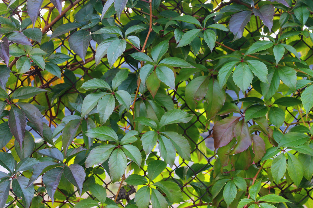 A lush Virginia creeper vine used for privacy on a fence.