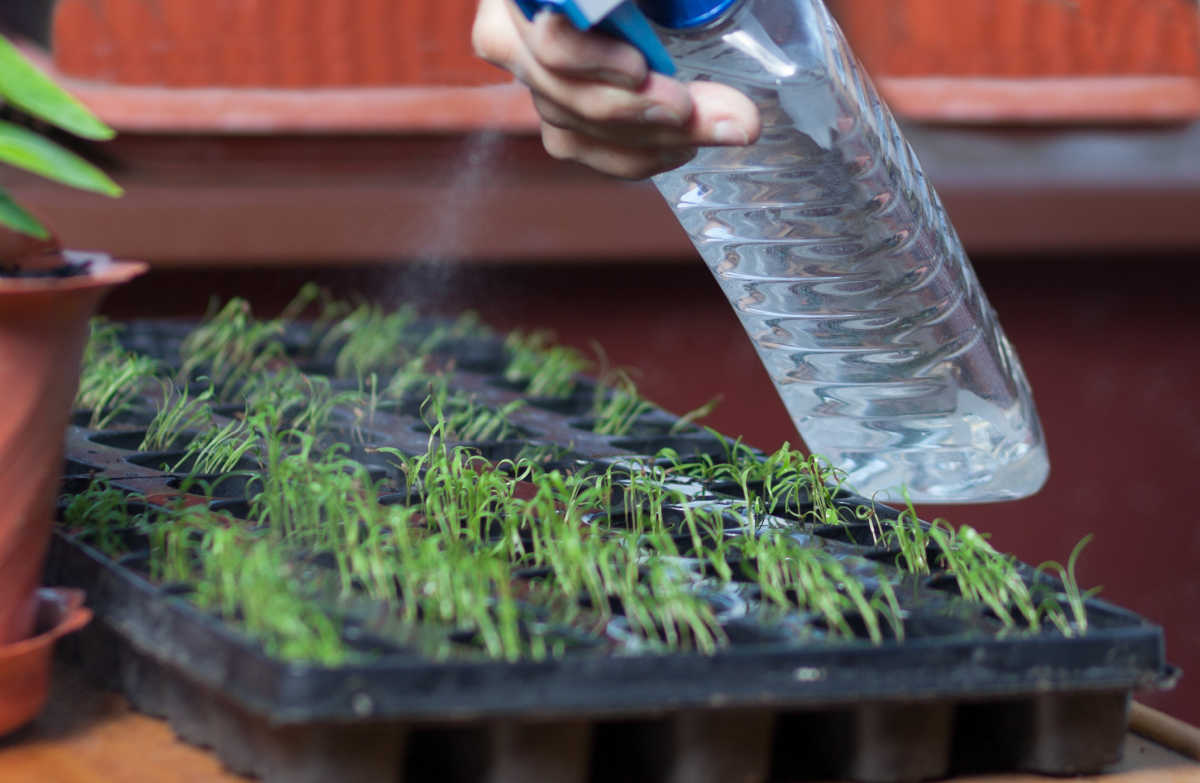 A woman with a spray bottle watering a seed starting tray.