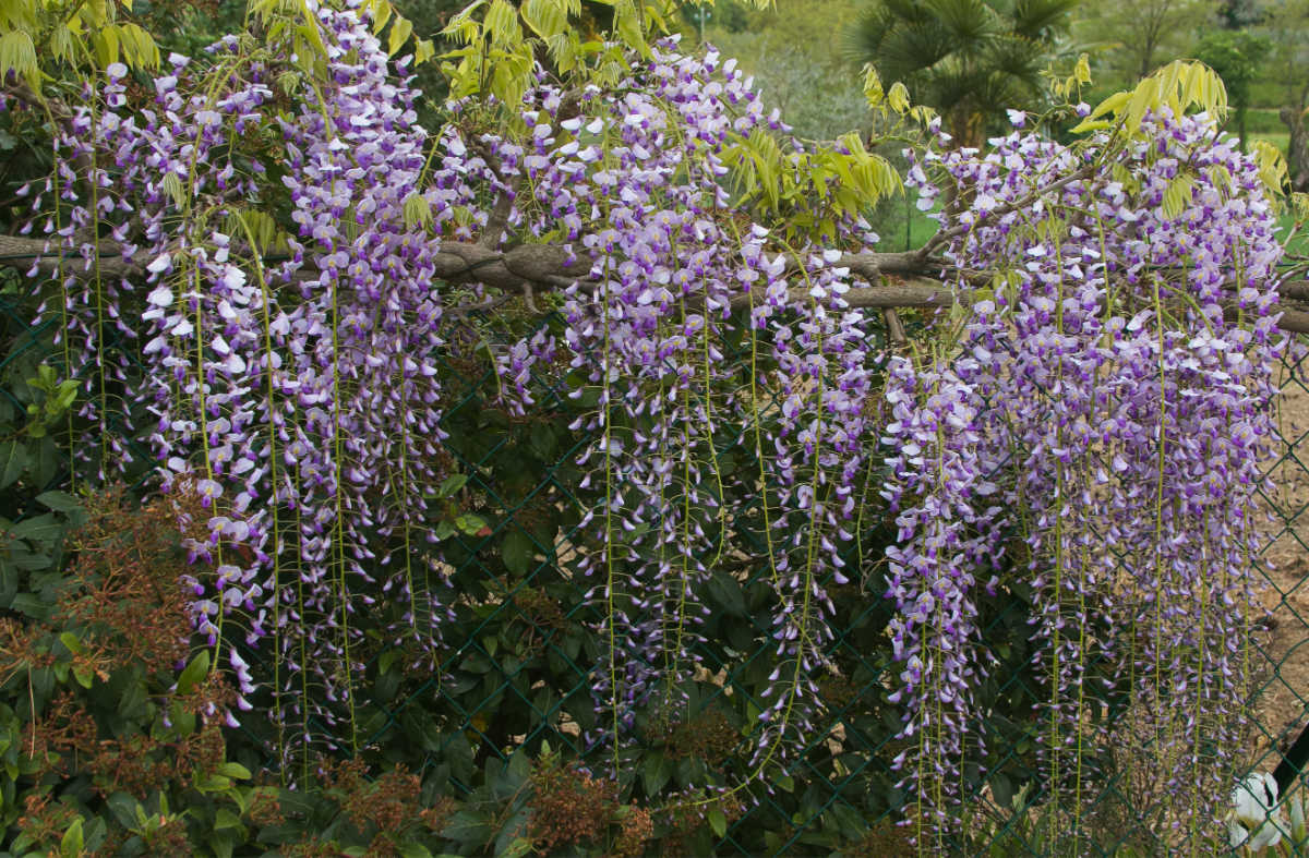 Purple wisteria vine covering a backyard fence.