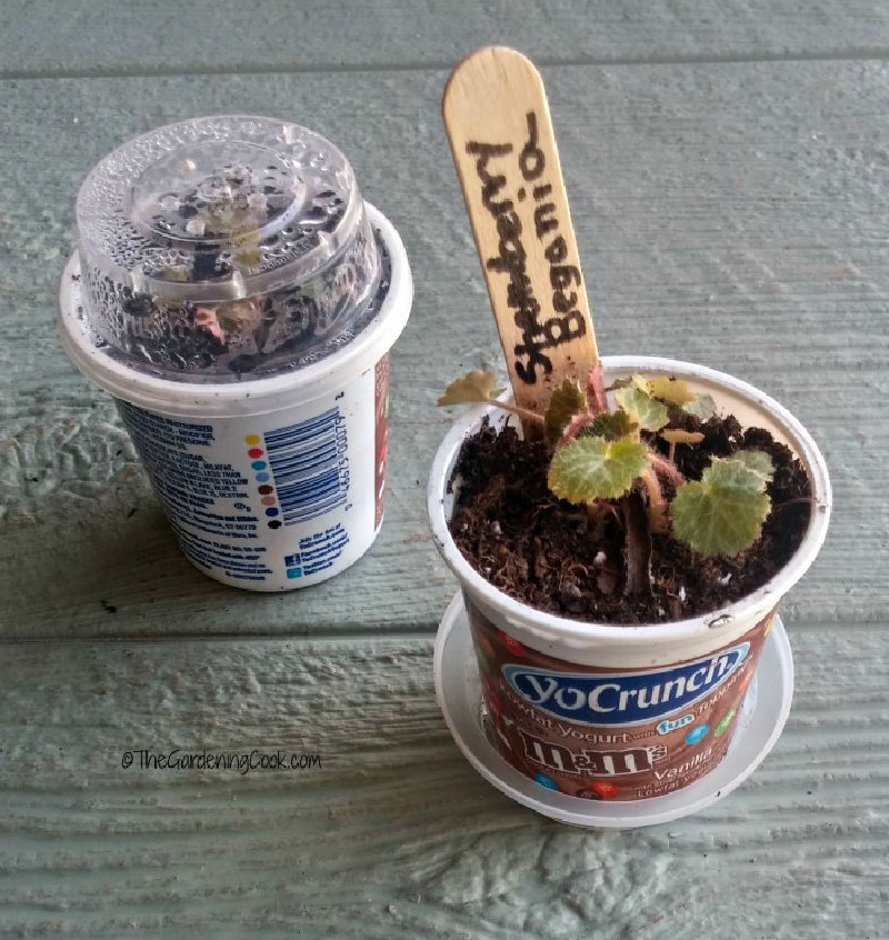 A strawberry begonia seedling planted in a yoghurt recycled starter flower pot.
