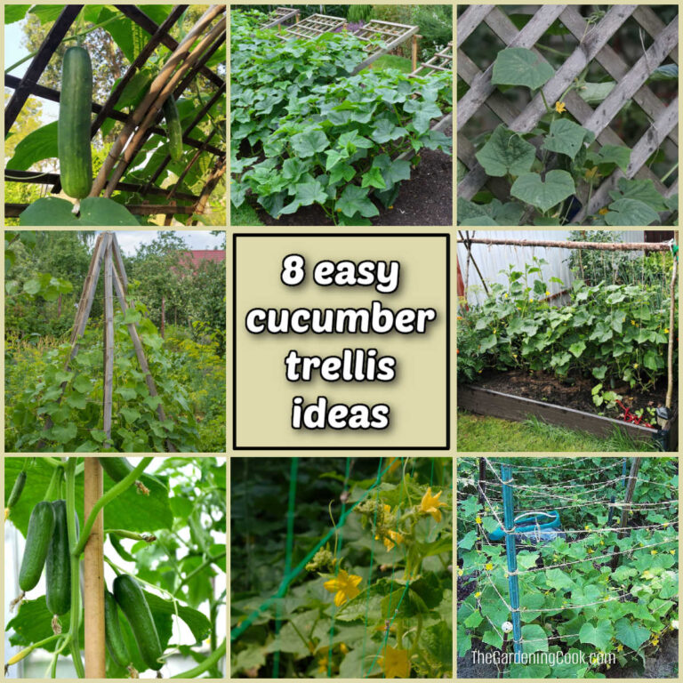 How to Trellis Cucumbers (Stakes, Lattice & Easy Ways to Tie Plants Up)