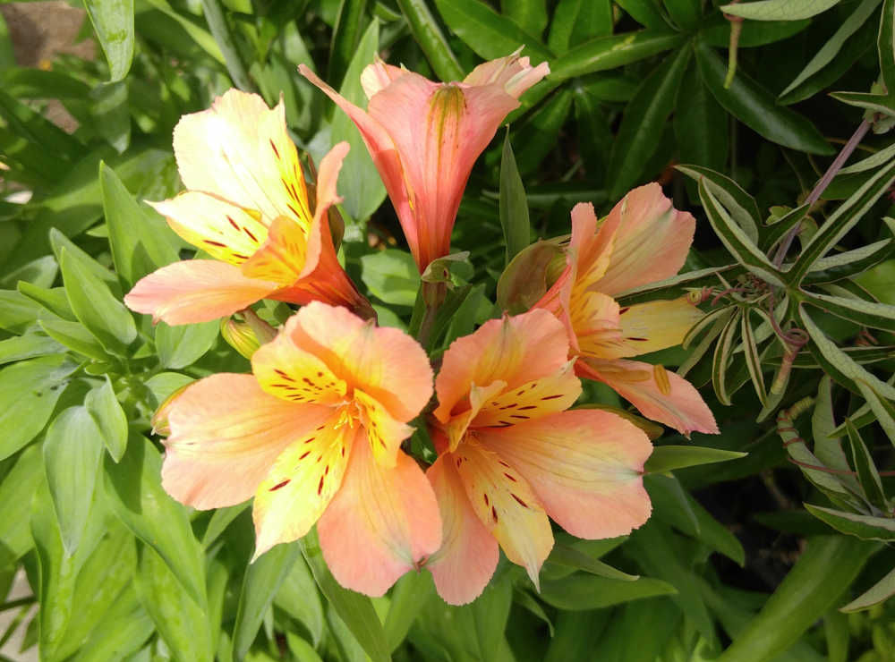 Orange/yellow flowers of a Peruvian lily.