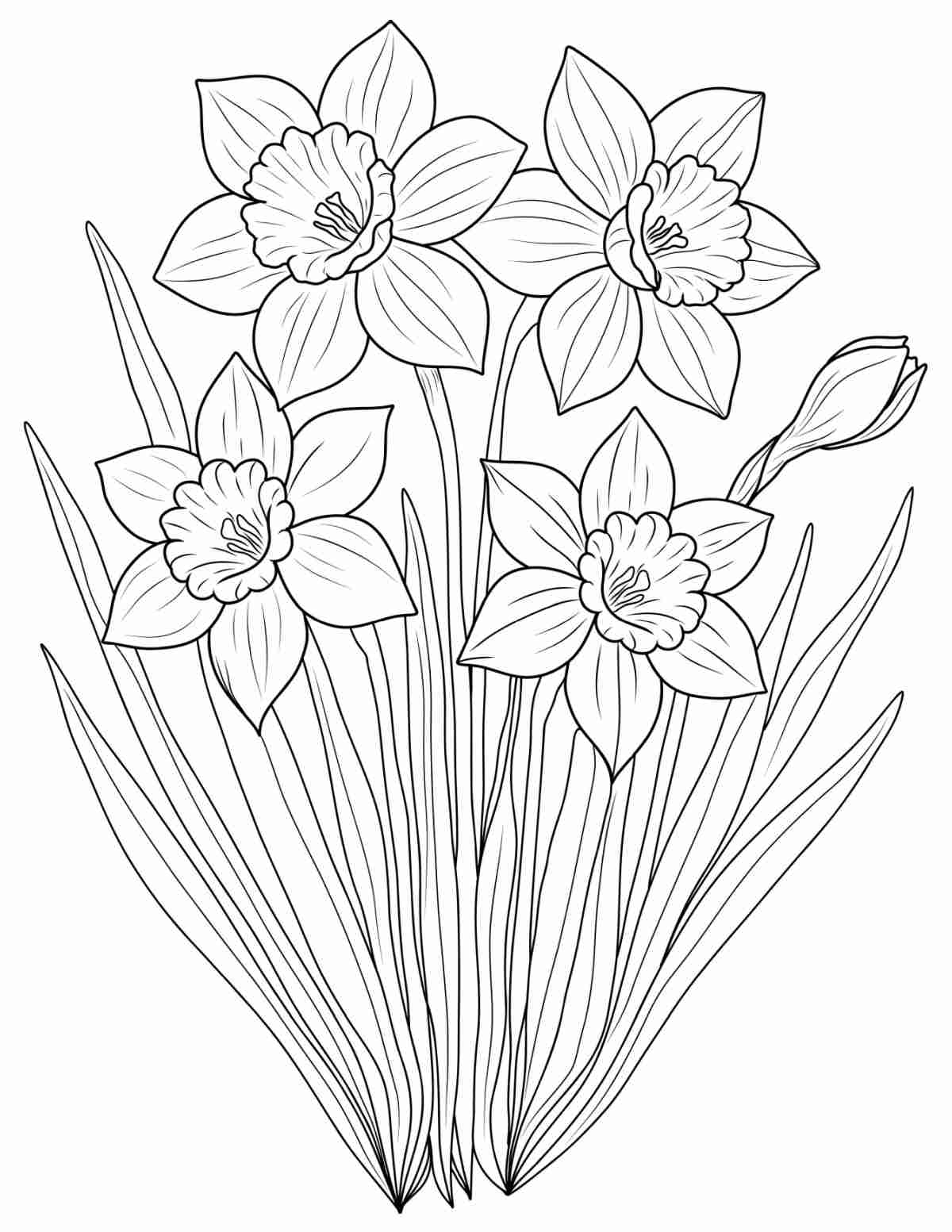 A daffodil coloring pages printable image, featuring a clump of five daffodils and their leaves in the center of the coloring sheet.