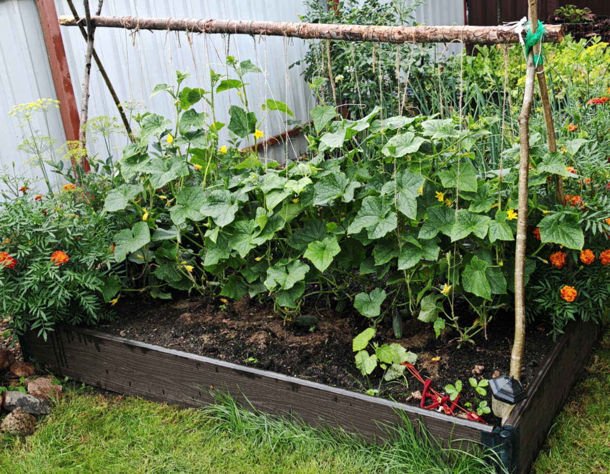 An A-frame string trellis for cucumbers to grow them off the ground.