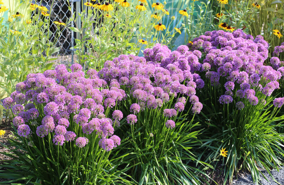 A cottage garden plant allium blooming in a row in front of a chain link fence.