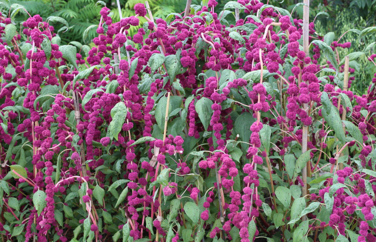 A purple amaranth if full bloom.