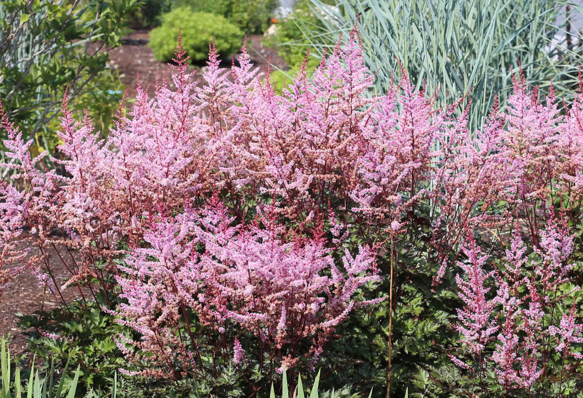 Astilbe, aka false goat's beard, an English cottage garden flower.