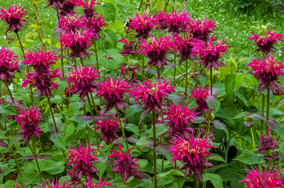 Red bee balm flowers in a garden setting.