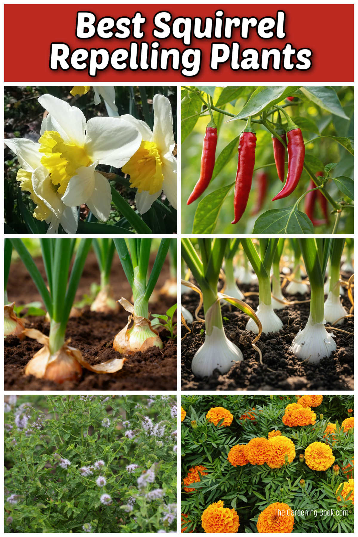 The best squirrel repelling plants include daffodils, chili peppers, onions, garlic, peppermint and marigolds.