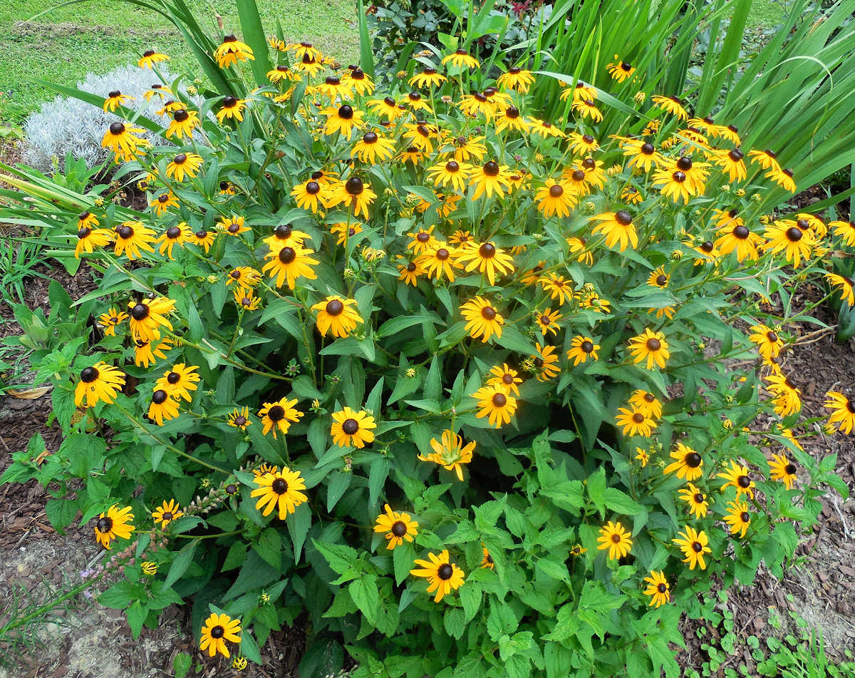A rounded mound of black-eyed Susans growing in a garden bed.