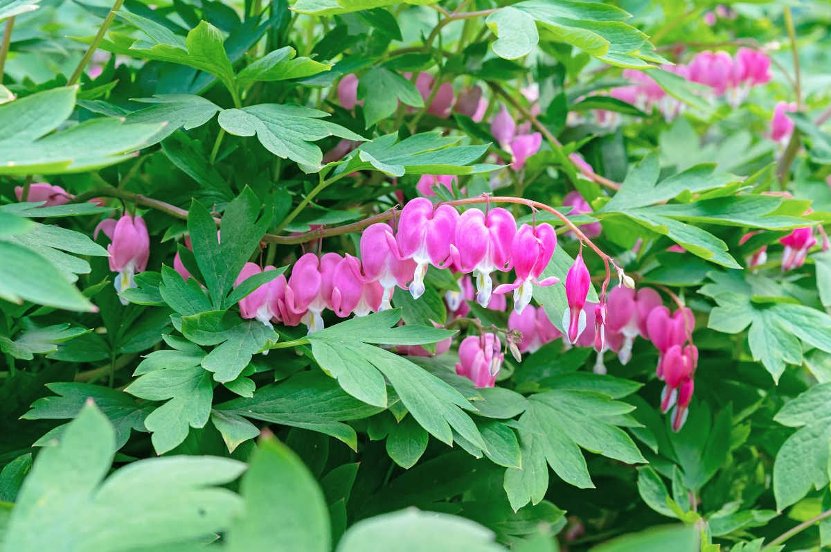Bleeding heart - the perfect cottage garden plant.