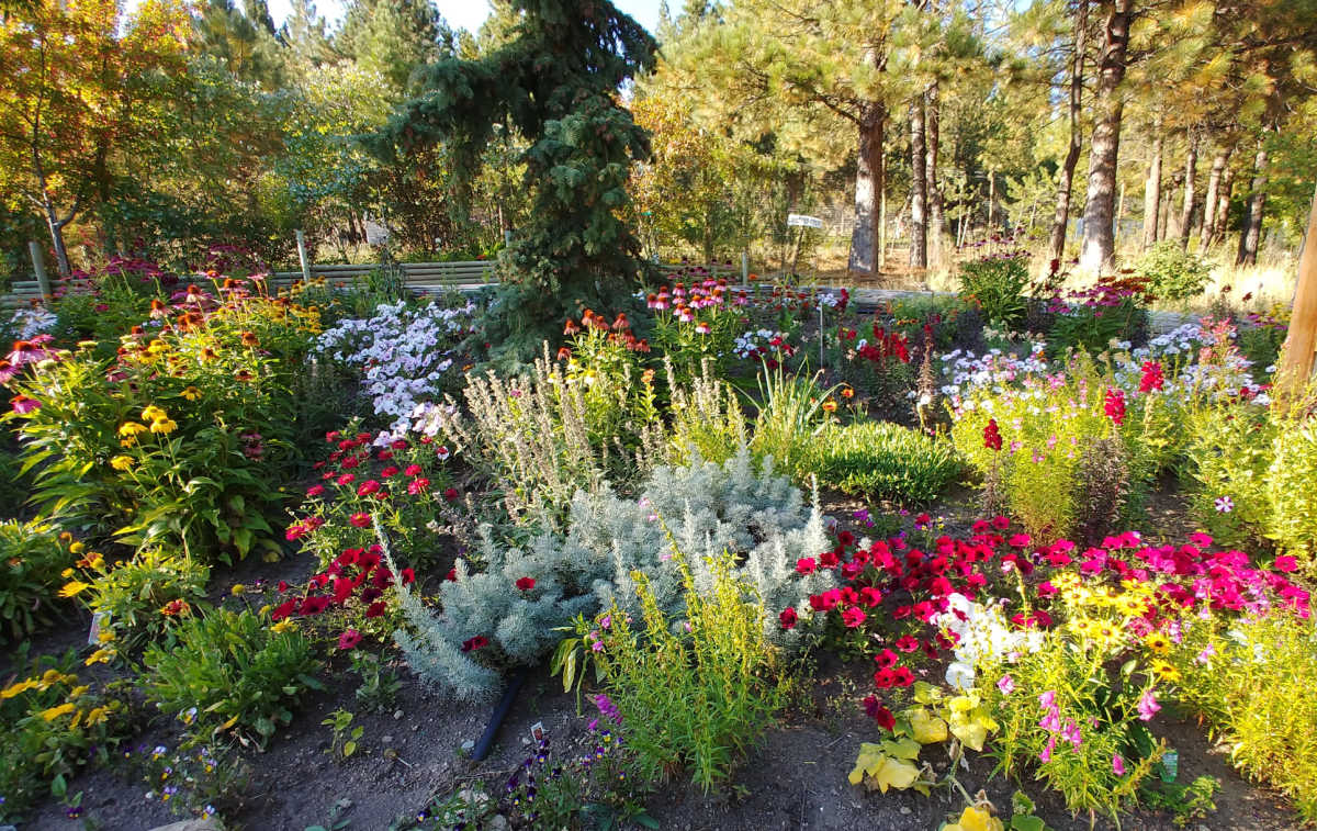 Flowers for a cottage garden with walkways and trees.