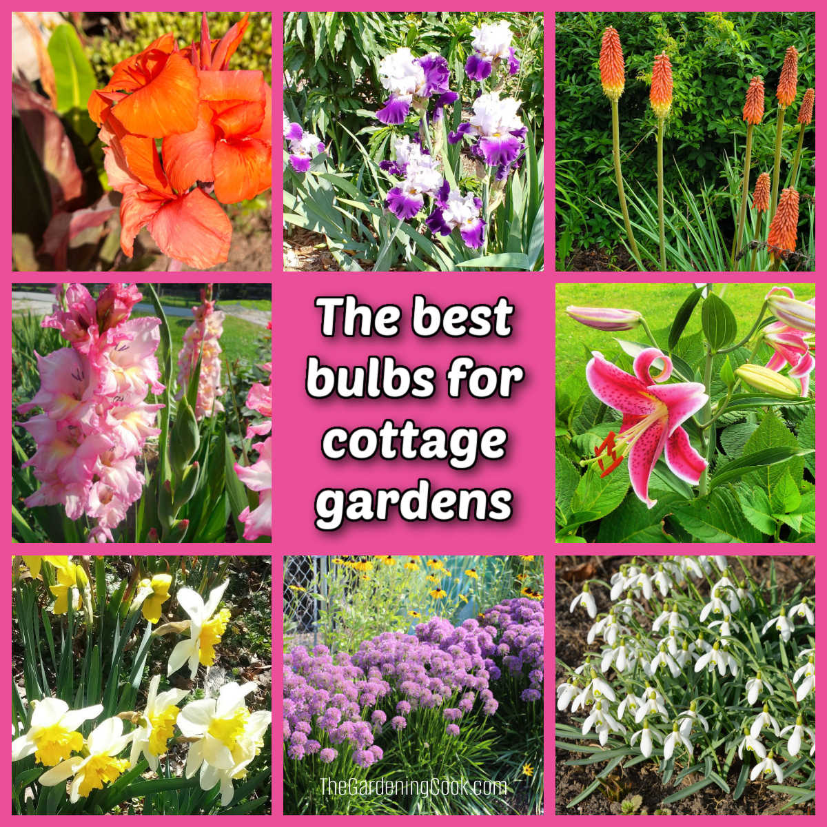 Pictures of the best bulbs for cottage gardens, including oriental lilies, gladiolus, allium, red hot pokers, irises and more.