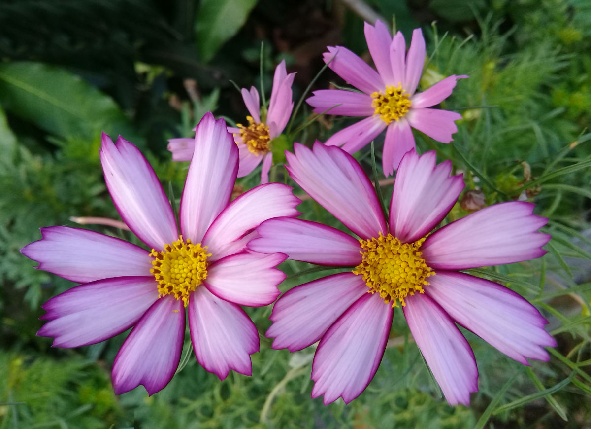 Cottage garden flower candy stripe cosmas.