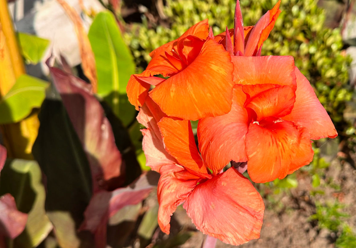 Orange canna lily in a garden bed in full sun.