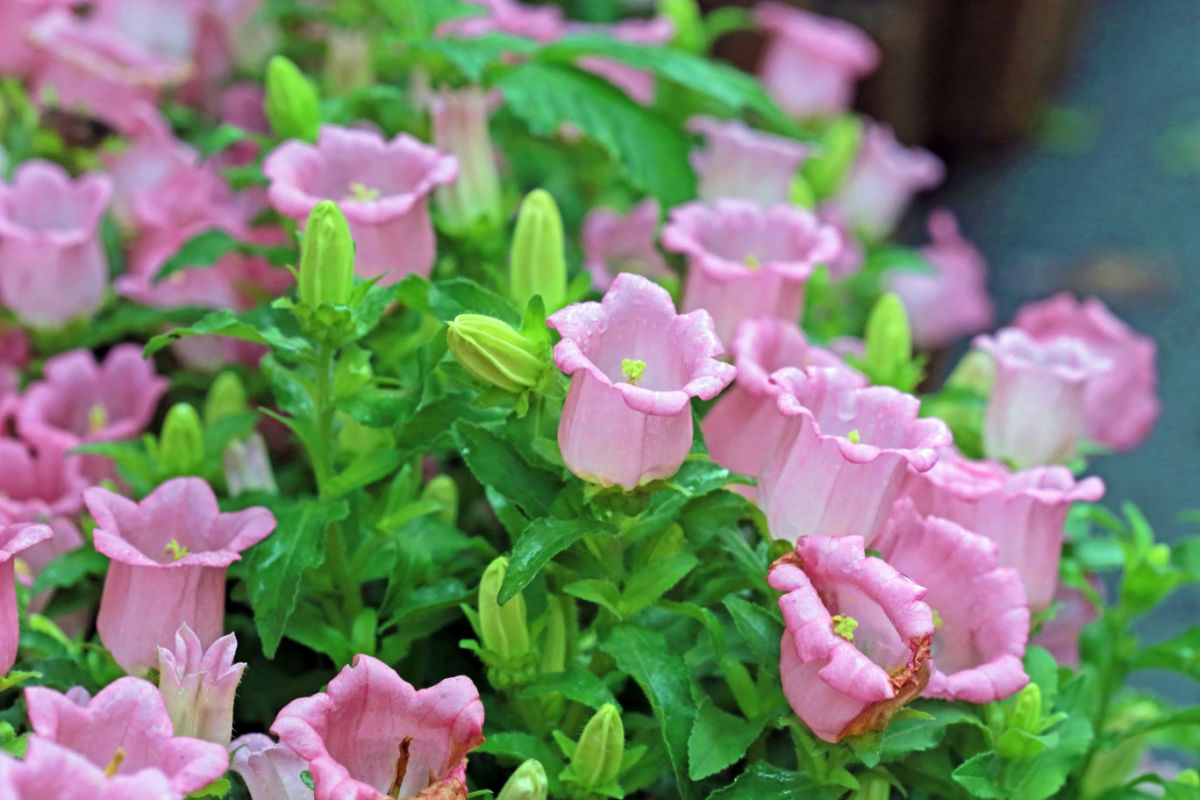 Pink canterbury bells flowers in a garden.