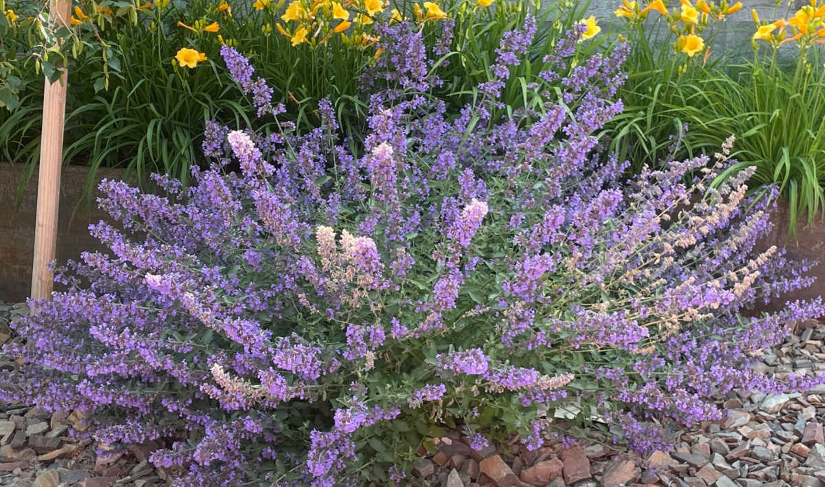 Purple catmint blooming in front of daylilies in a cottage garden.