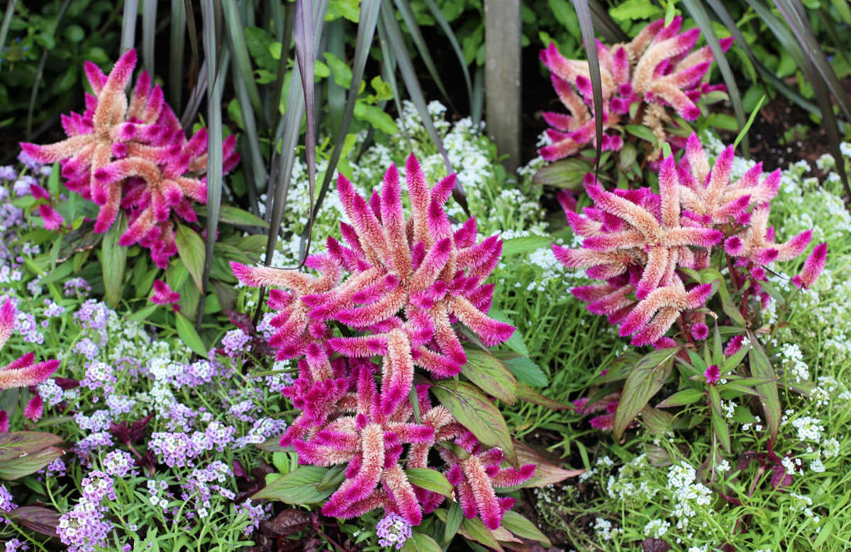 Celosia cottage garden annuals in full bloom.