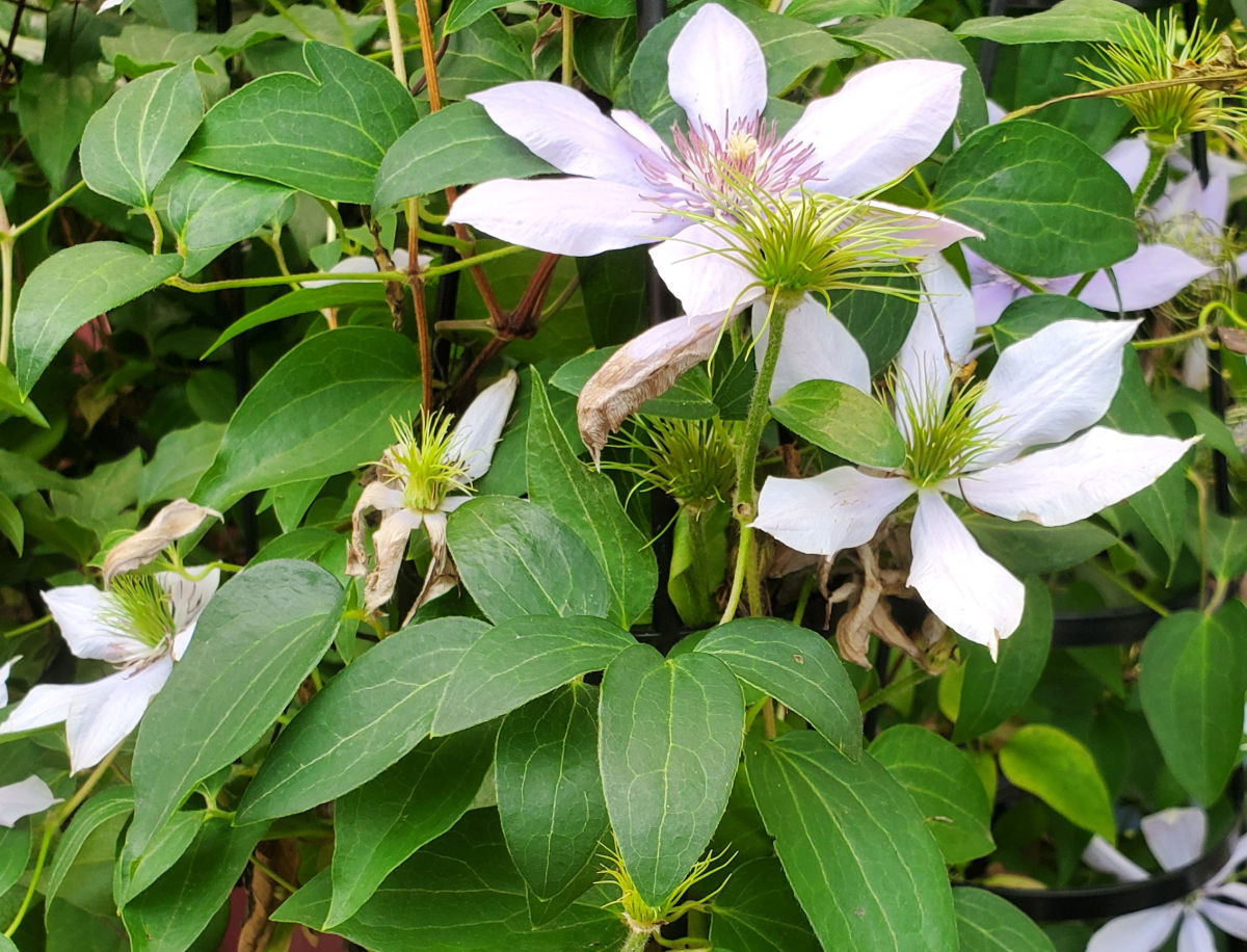 Clematis, cottage garden climbing vine in full bloom.