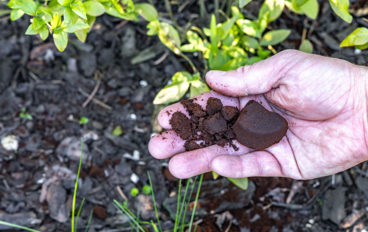 Hand using coffee grounds to repel squirrels in a garden.