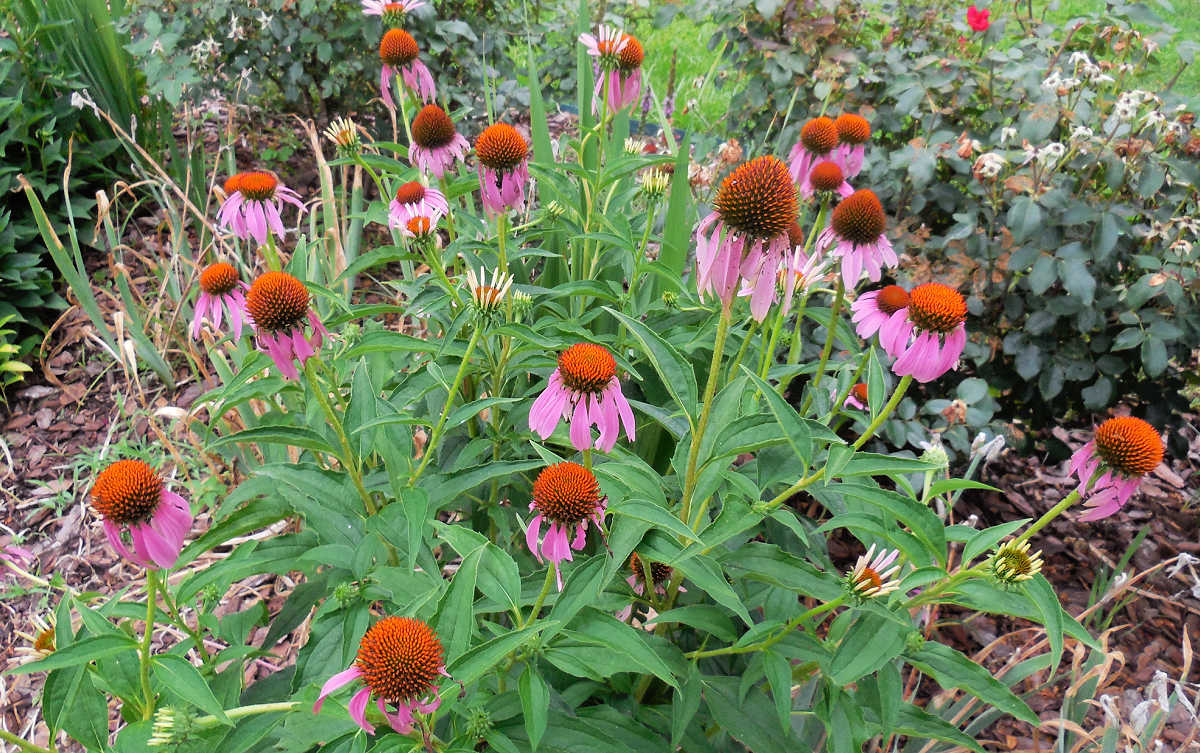 Coneflowers in full bloom in a cottage garden.