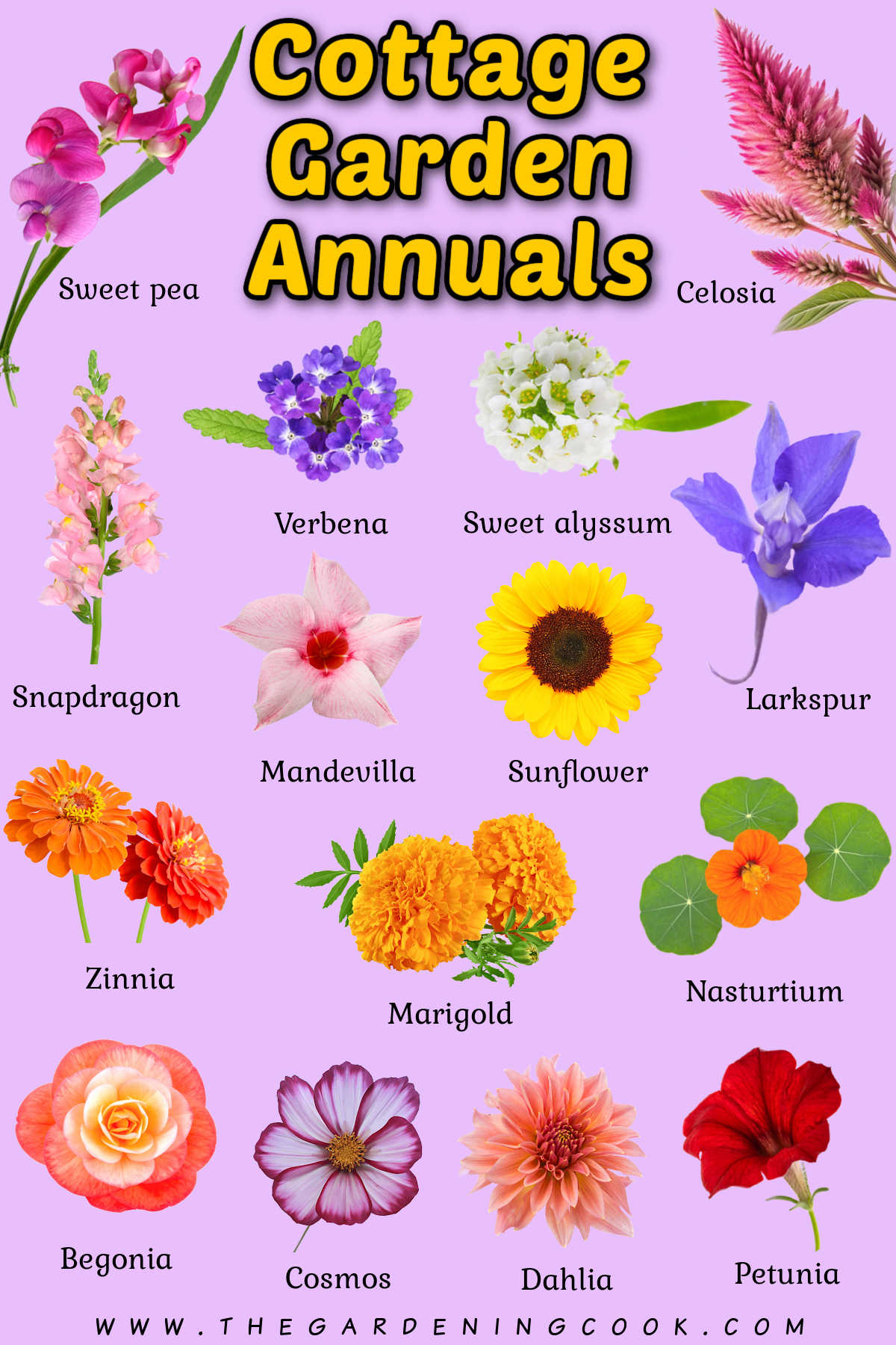 Pictures of cottage garden annuals with names of the flowers under each.