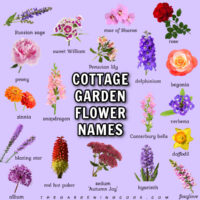 Cottage garden flower names and photos.