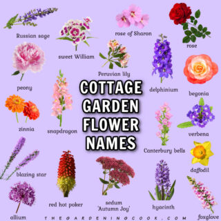 Cottage garden flower names and photos.