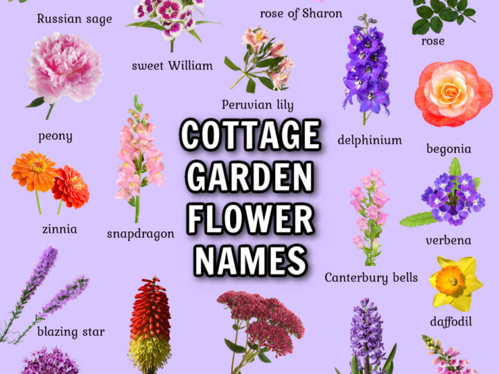 Cottage Garden Flowers List: 55+ Plants for a Cottage Garden