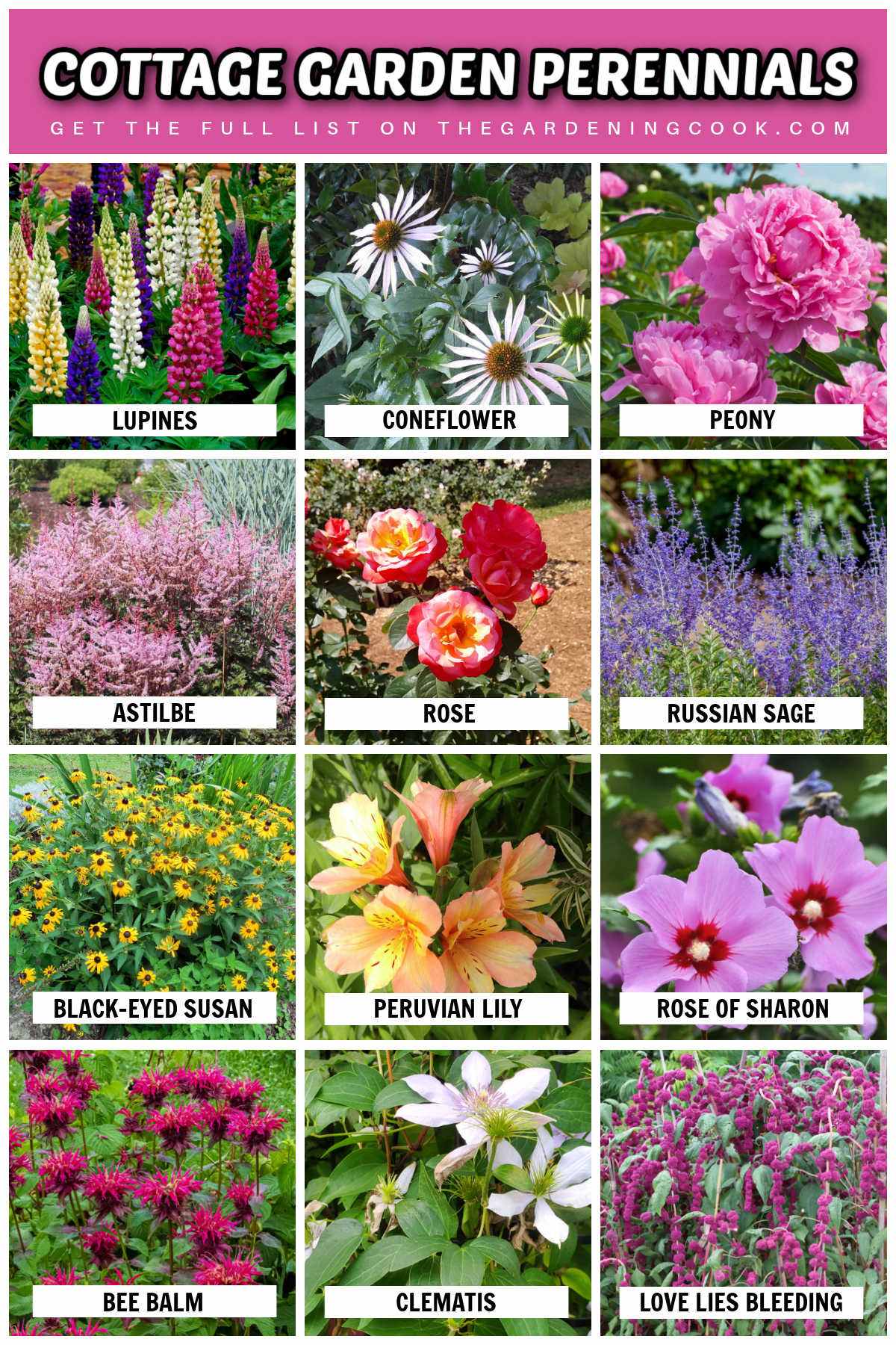 Perennial cottage garden plants with names including rose of Sharon, peony, rose, catmint, Peruvian lily, coneflower and more.