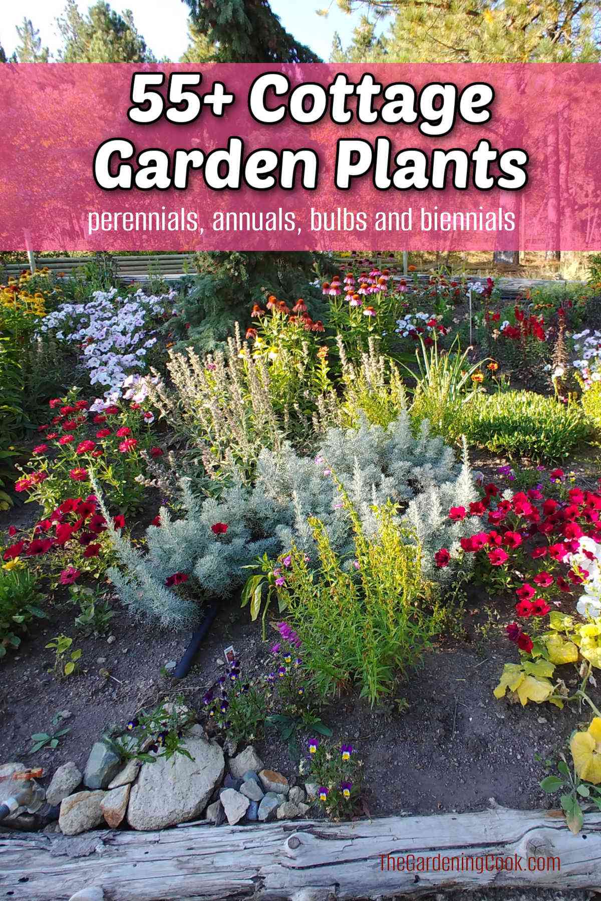 A beautiful garden in full bloom with pink text overlay reading 55+ cottage garden plants.