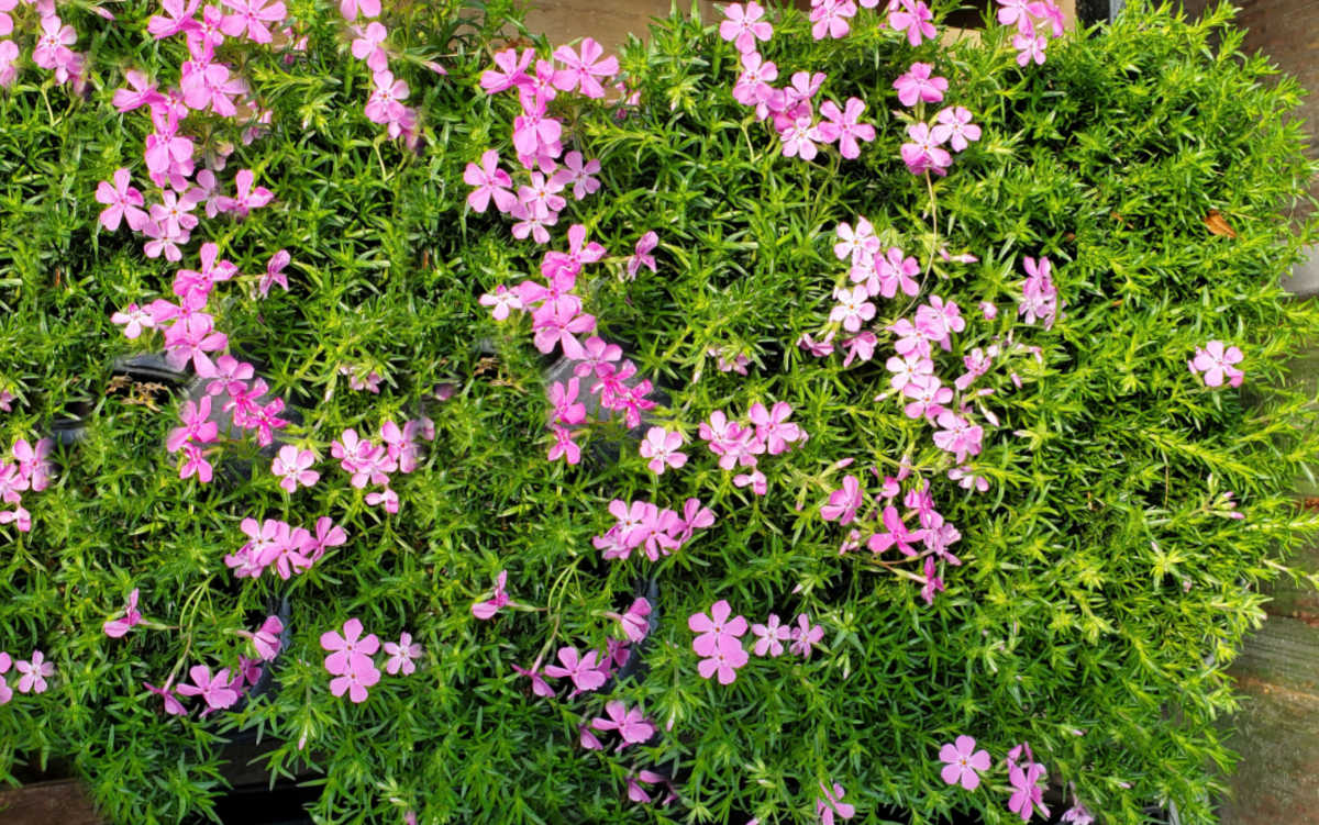 Creeping phlox with bright pink flowers in a large mass.