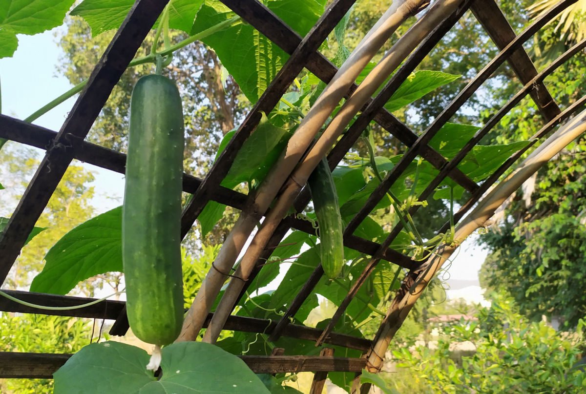 A cucumber arch trellis made of metal with cucumbers hanging down.