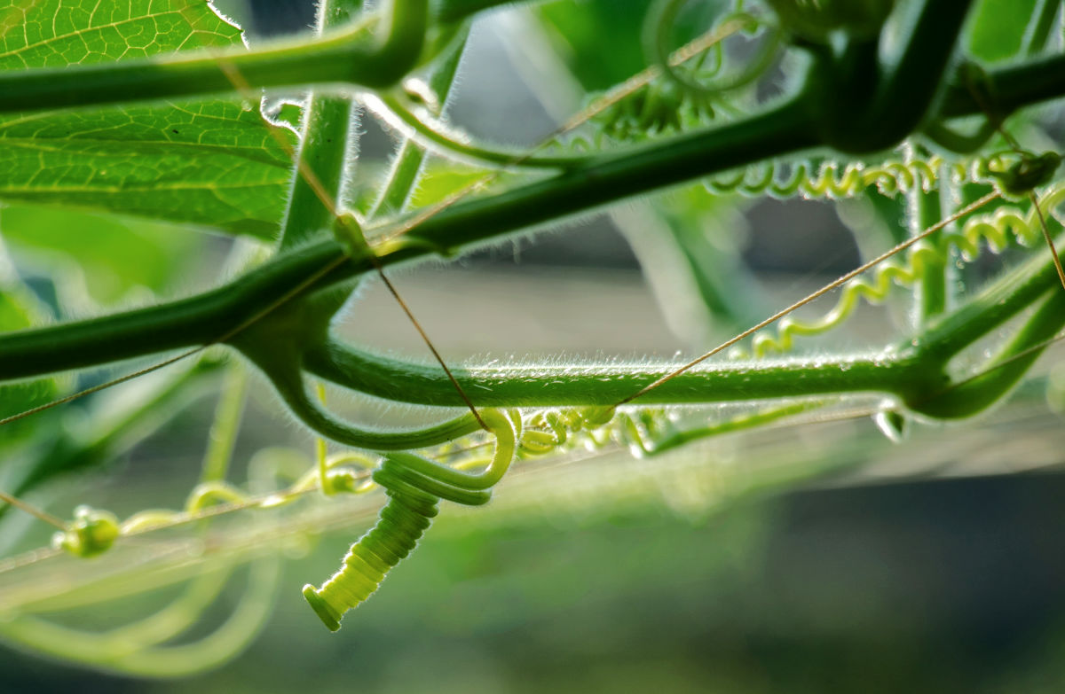 Tendrills of a cucumber plant attaching themselves for support.