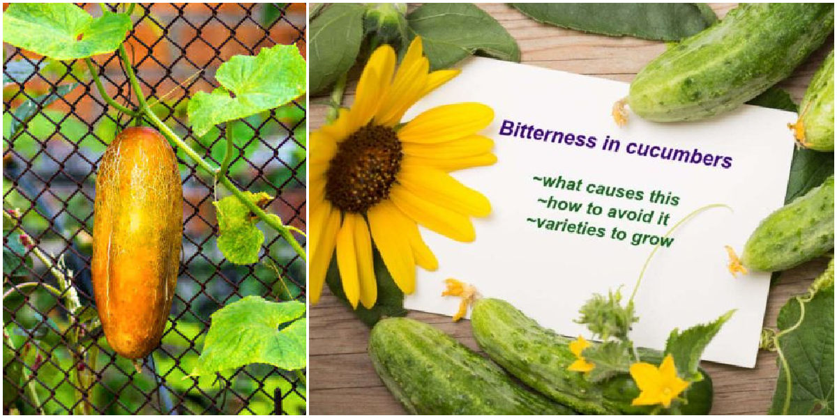 Collage with yellow cucumber and card about bitterness in cucumbers.