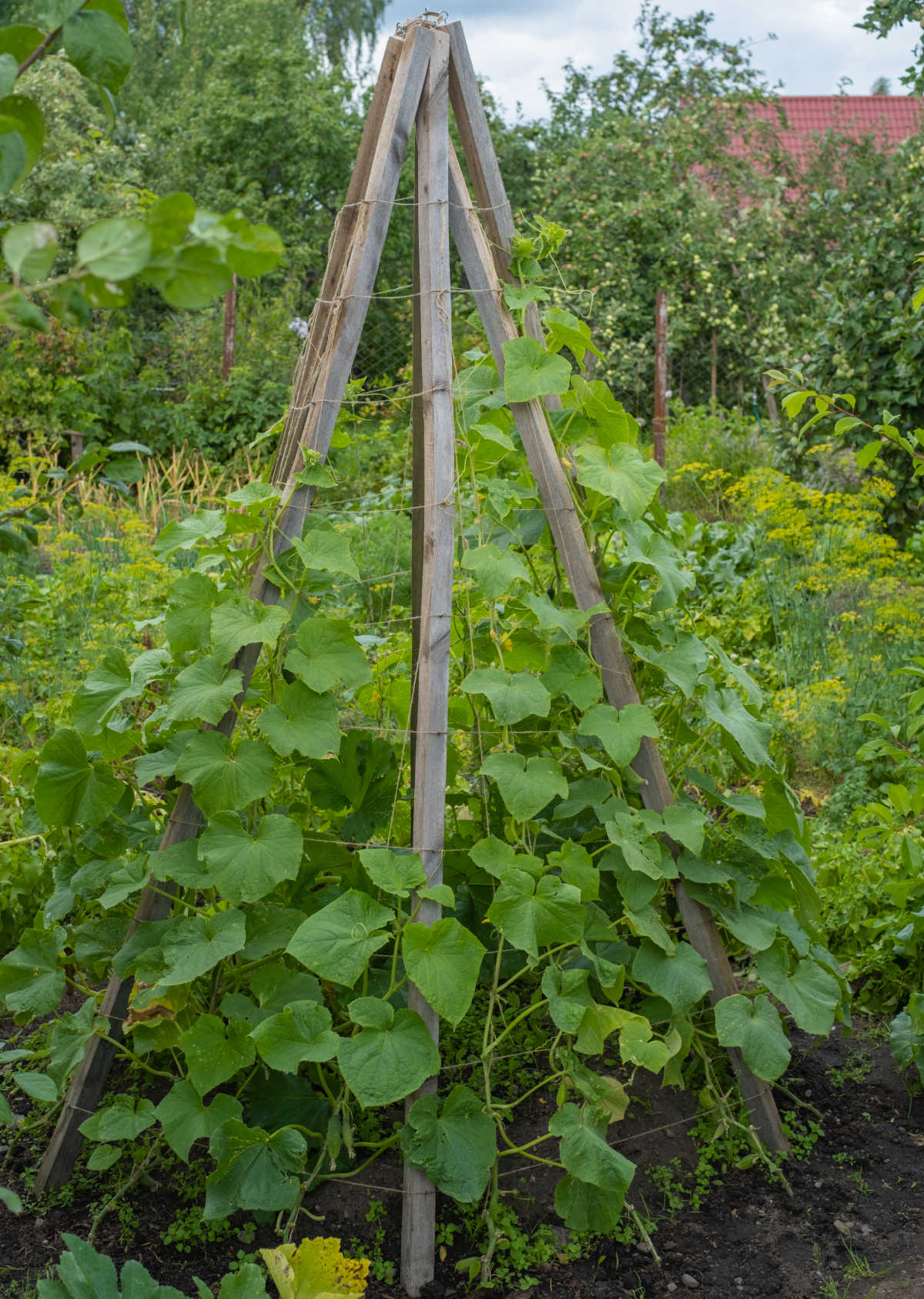 A cucumber teepee trellis made out of wood to grow cucumbers vertically.
