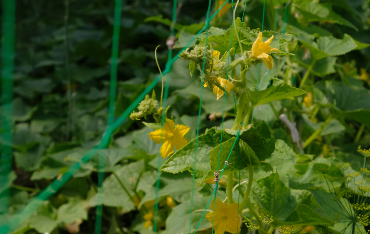Cucumber plastic trellis with cucumber vines growing vertically.