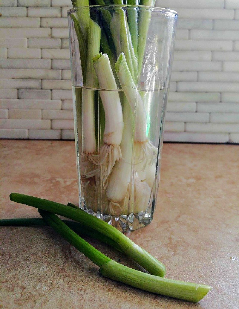 Changing water to help green onions regrow in glass container.