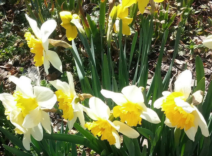 A clump of flowering daffodils in a sunny spring garden.