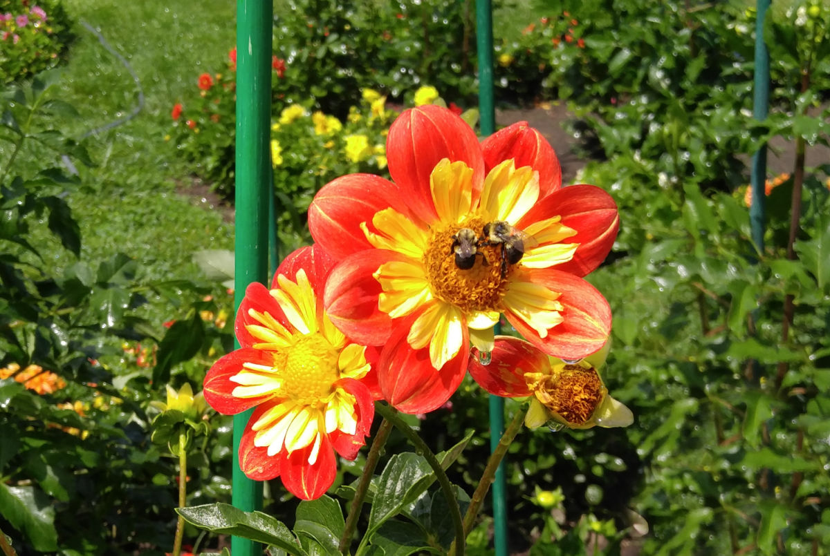Bees feeding on pollen from a yellow and orange dahlia flower.