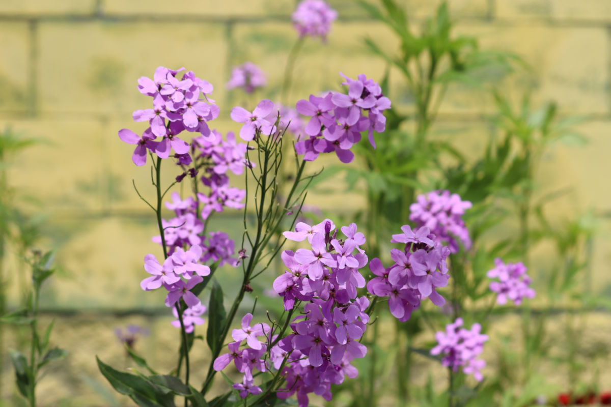 A purple dame's rocket cottage garden plant against a stone wall.